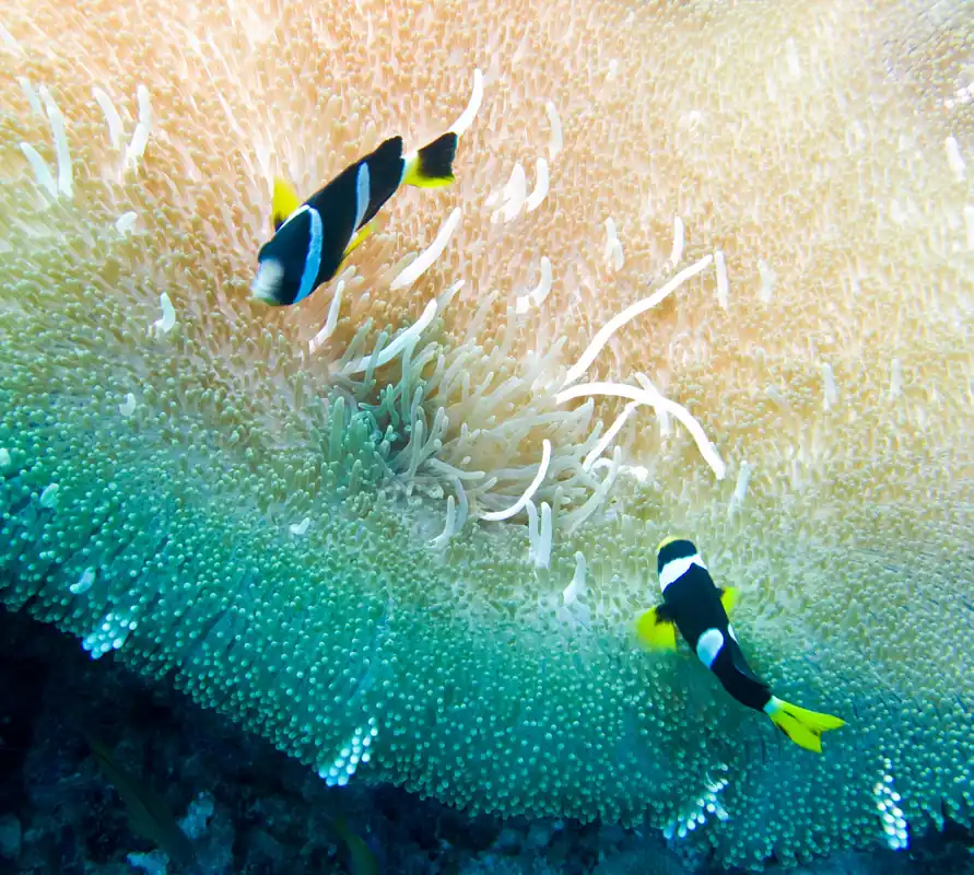True Sebae Clownfish - qm