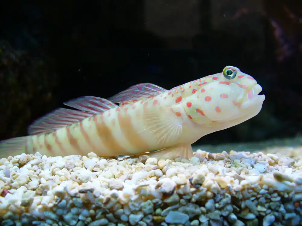 Watchman Pink Spotted Goby - qm