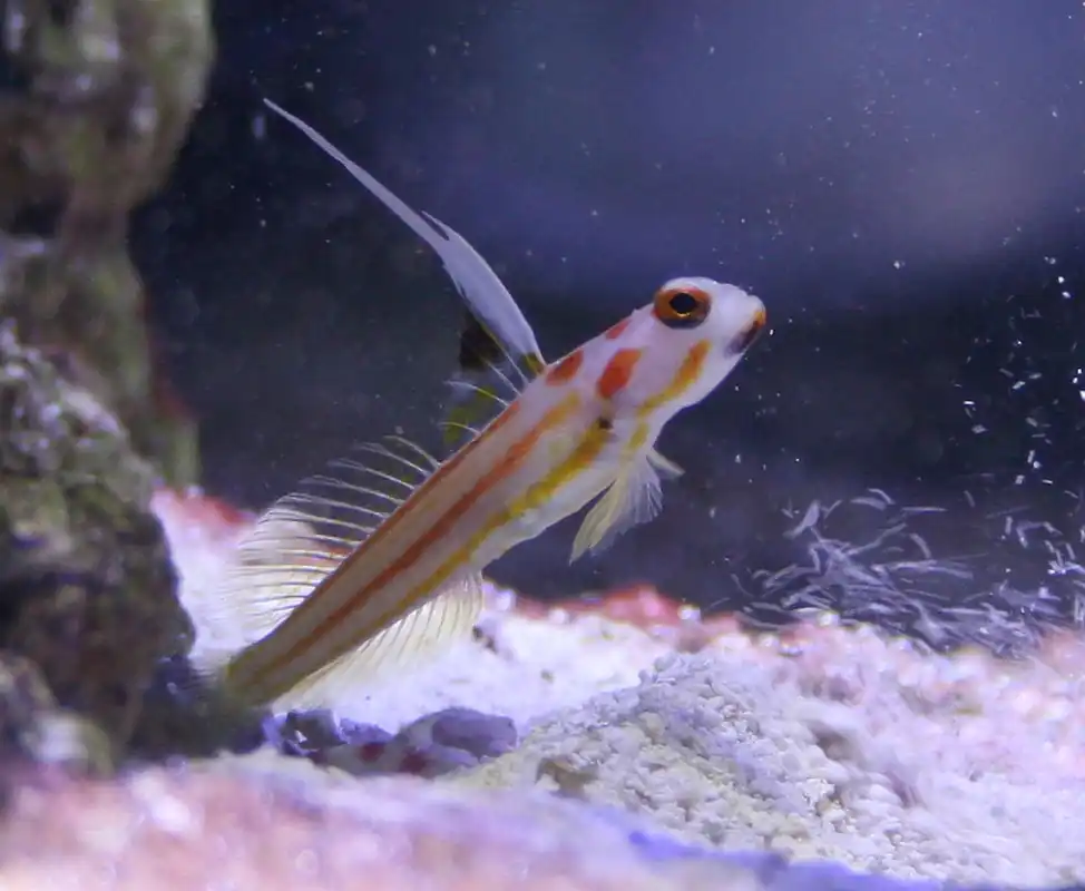 Yashia Goby Aquacultured - qm