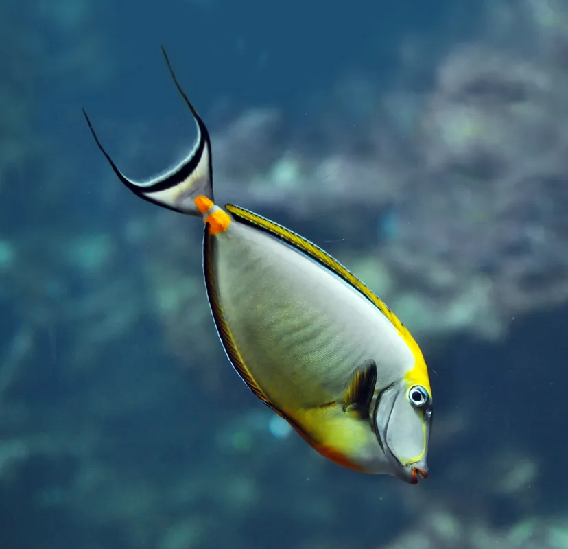 Naso Blonde Tang - qm