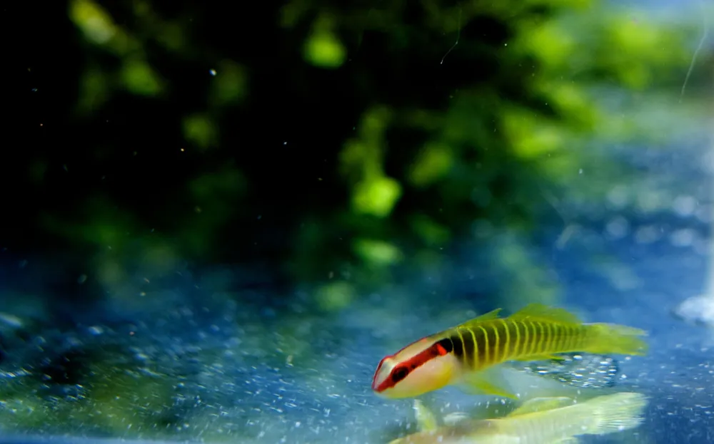 Green Band Goby - qm