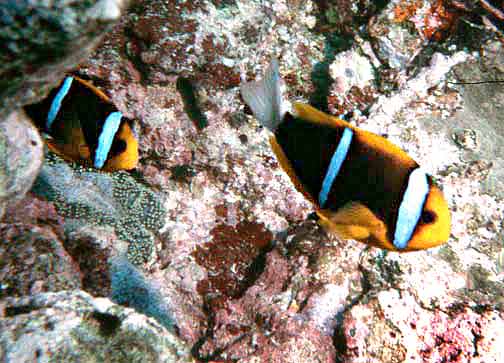 Blue Stripe Clownfish MAC Certified - qm