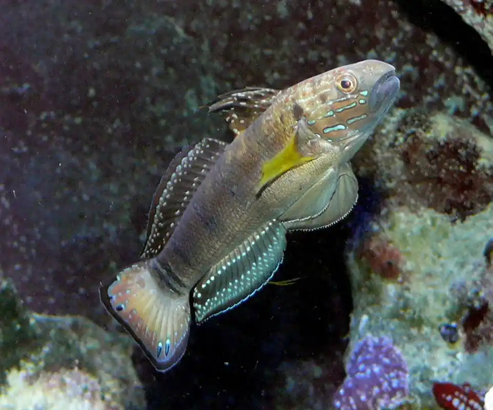 Sleeper Banded Goby - qm