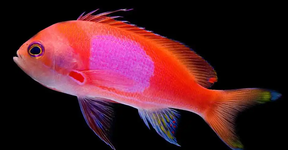 Male Squareback Anthias - Coral's Coral