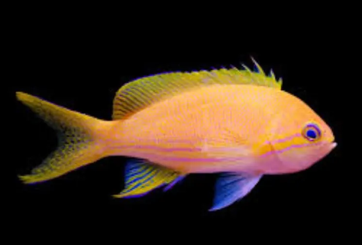 Female Squareback Anthias - Coral's Coral