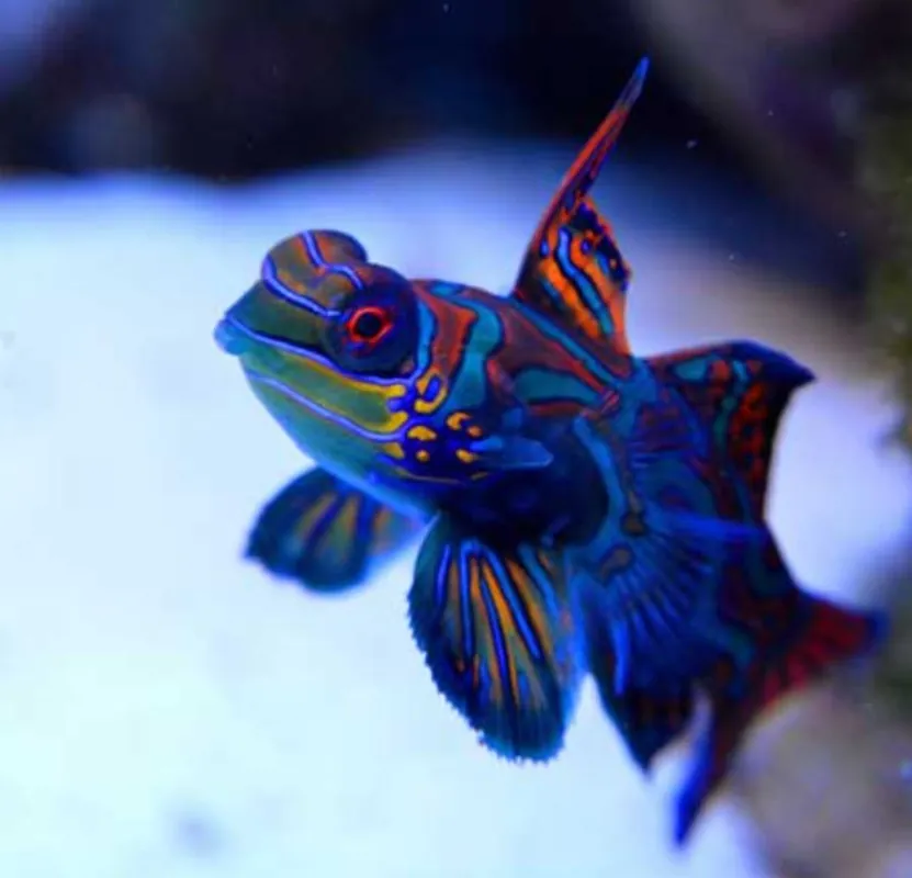 Live 6/18/26 Green Mandarin Dragonet - Coral's Coral