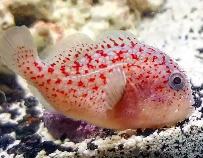 Gumdrop Spotted Croucher Goby - Coral's Coral