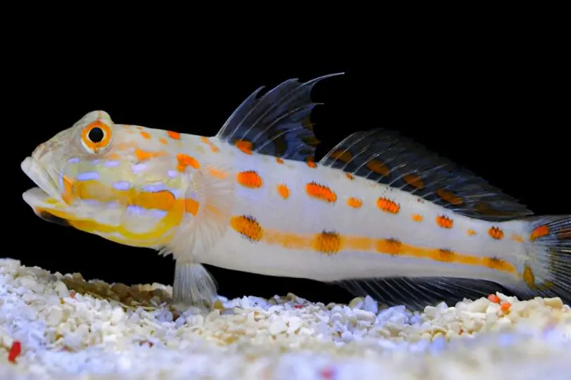 Live 6/18/26 Watchman Diamond Goby - Coral's Coral