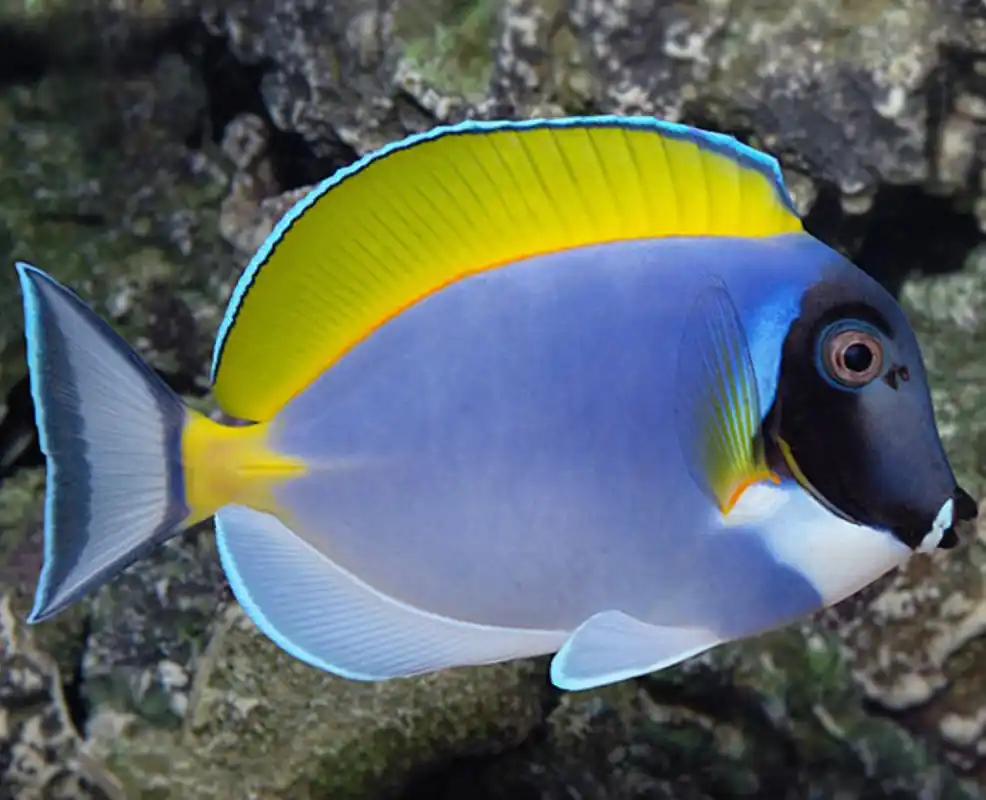 Powder Blue Tang - Coral's Coral