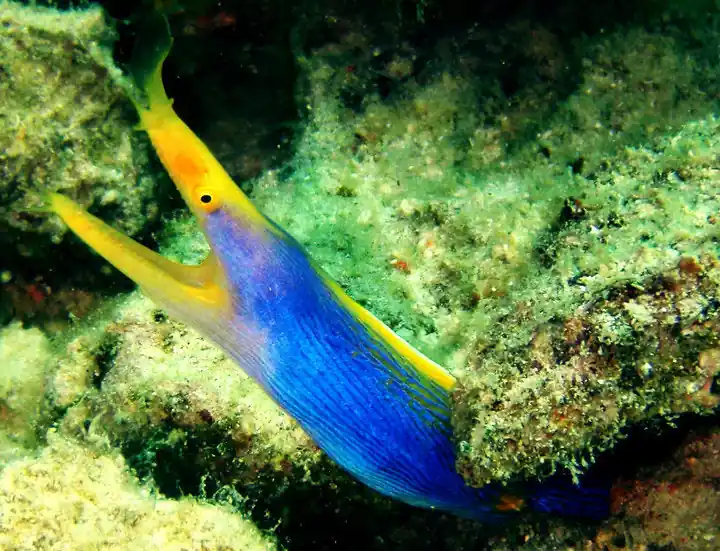 Black Ribbon Eel - qm