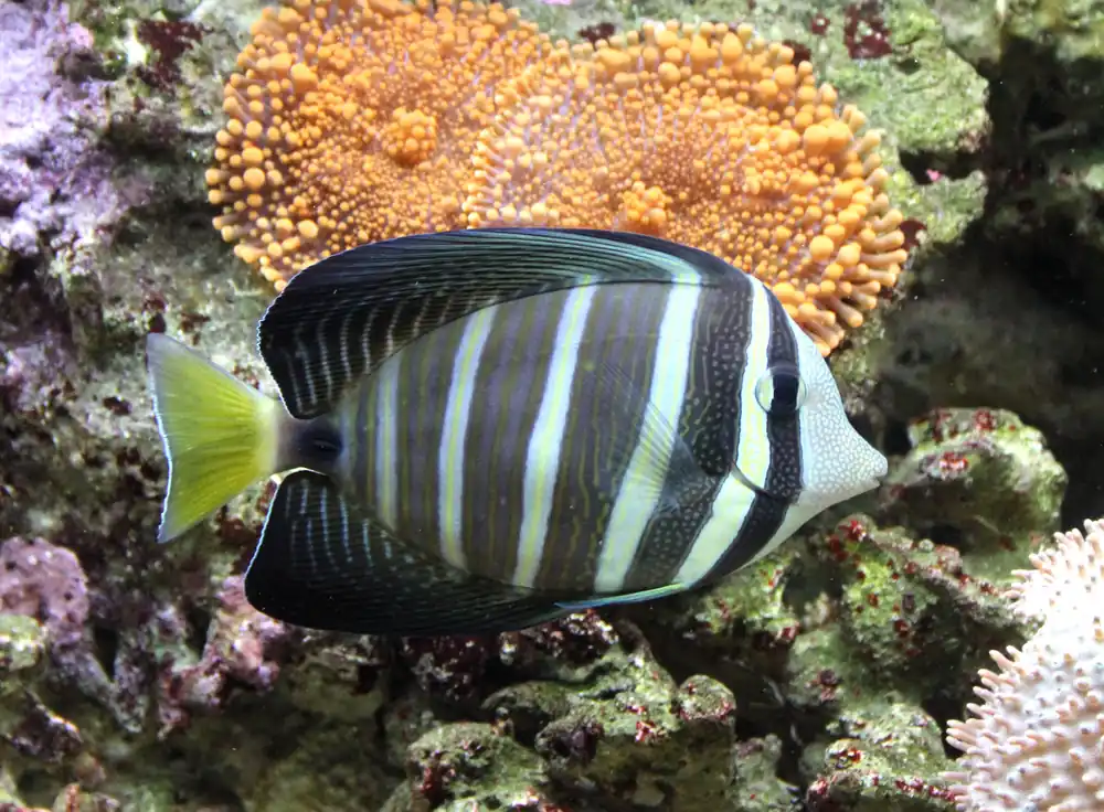 Sailfin Tang :: Central Pacific - qm