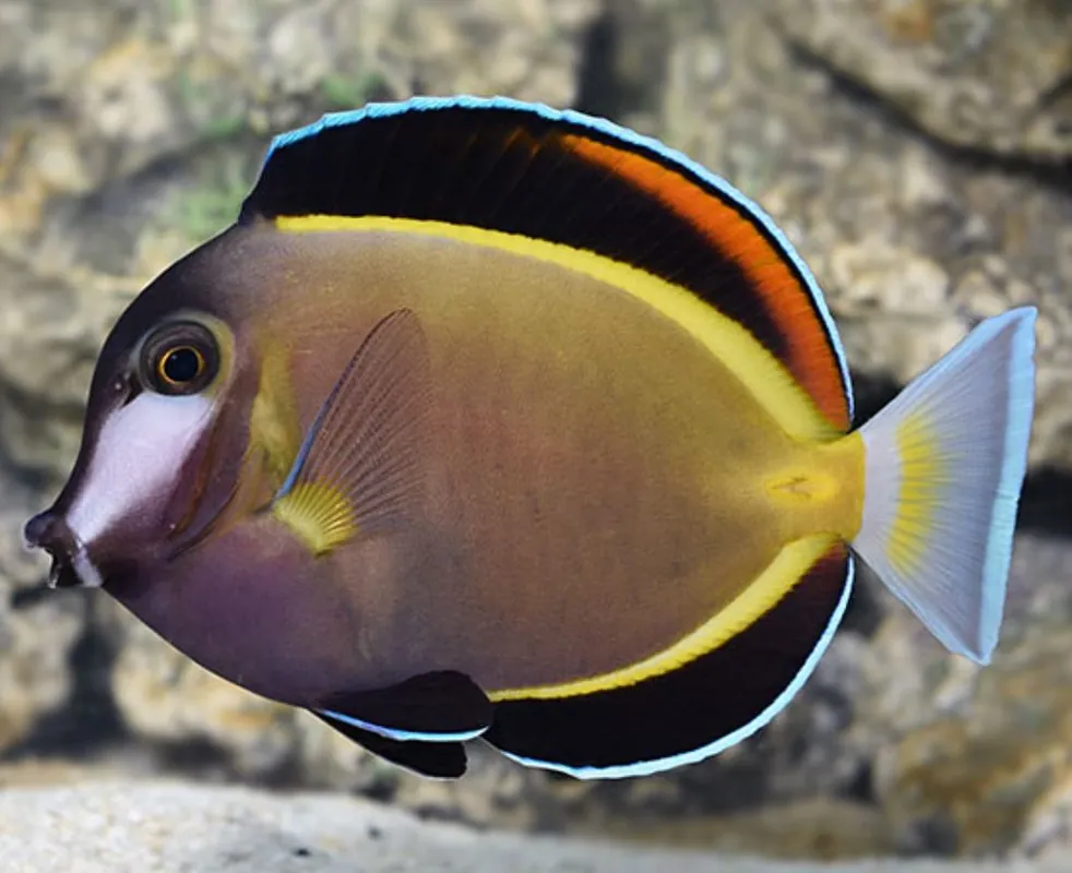 Powder Brown Tang - Coral's Coral
