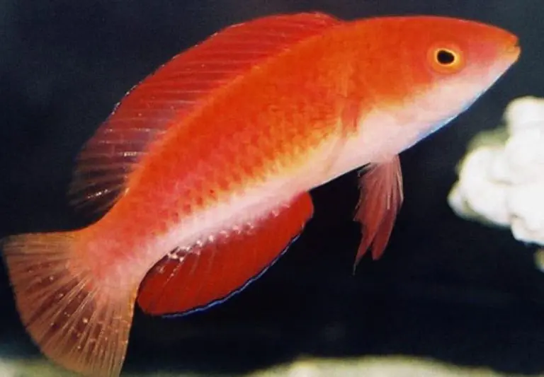 Female Redfin Fairy Wrasse - Coral's Coral