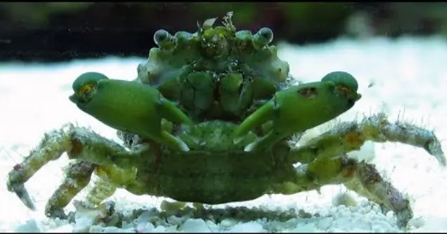 Live 6/18/26 Emerald Crab - Coral's Coral