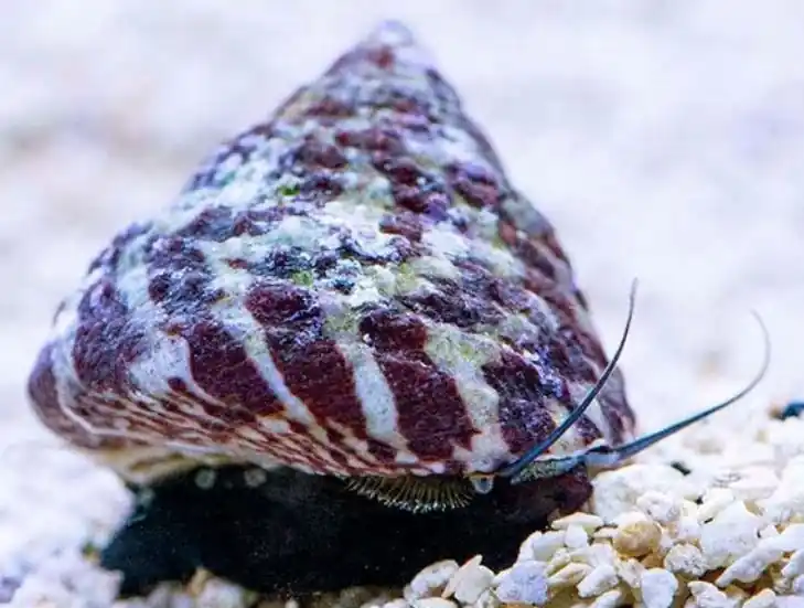 Trochus Snail - Coral's Coral