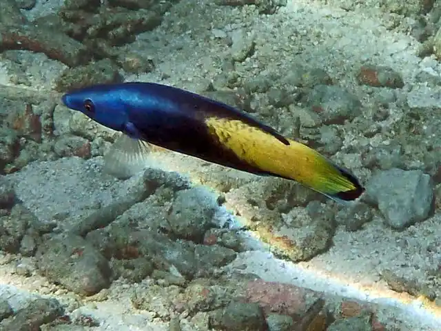 Cleaner Bicolor Wrasse - qm