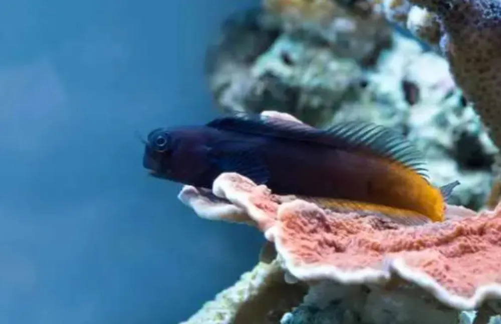Live 6/18/26 Male Bicolor Blenny - Coral's Coral