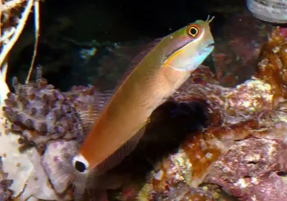 Live 6/18/26 Tailspot Blenny - Coral's Coral