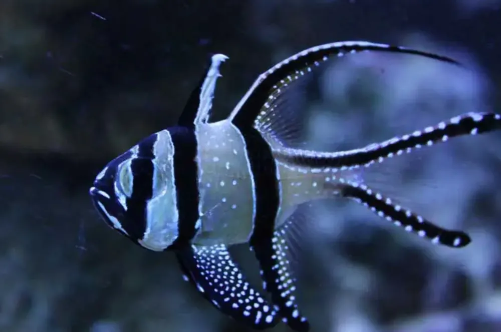 Kaudern's Banggai Cardinal - Coral's Coral