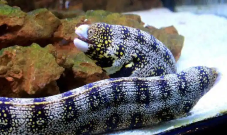 Starry Snowflake Eel - Coral's Coral