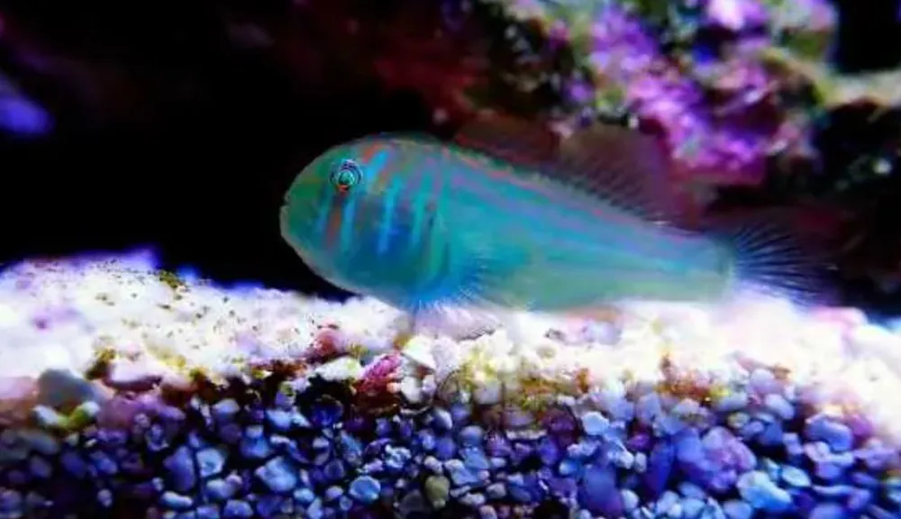 Green Broad Barred Clown Goby - Coral's Coral
