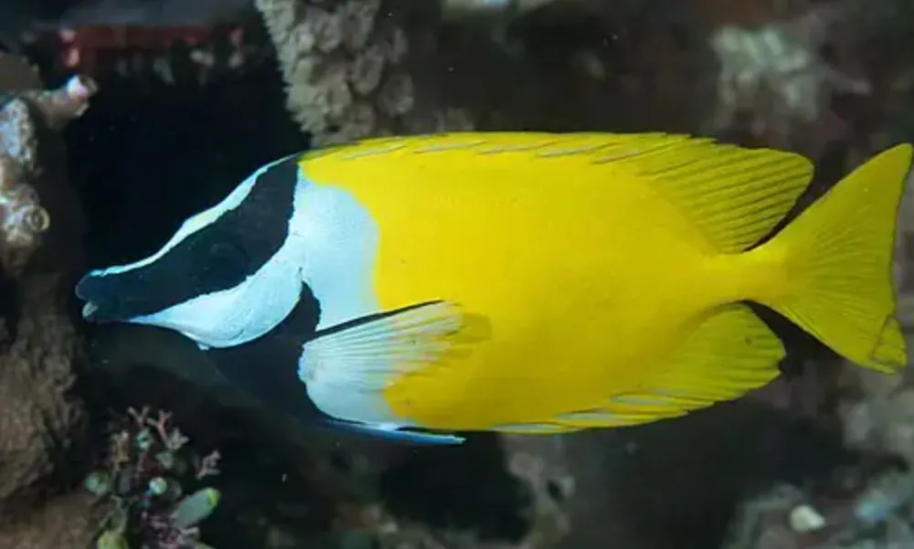Live 6/18/26 Foxface Rabbitfish - Coral's Coral