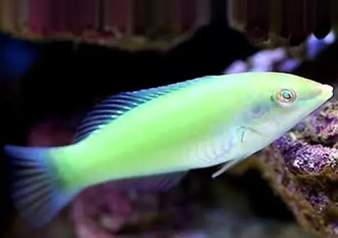 Green Coris Wrasse - Coral's Coral