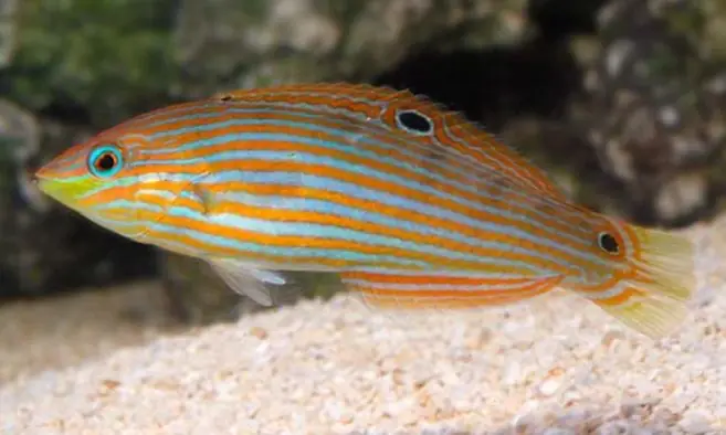 Melanurus Wrasse - Coral's Coral