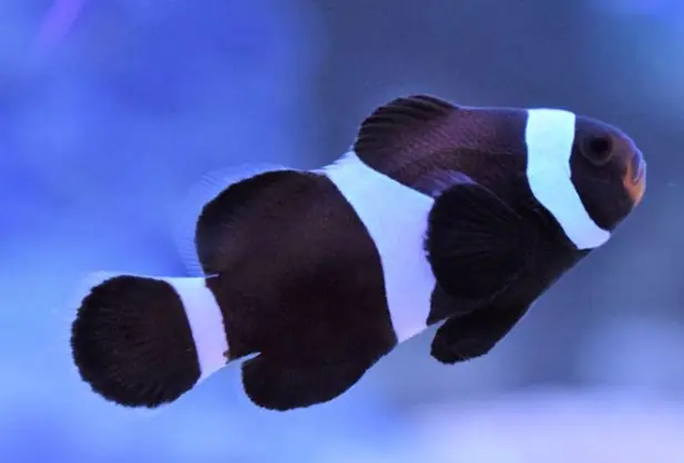 *Black Ocellaris Clownfish - Coral's Coral