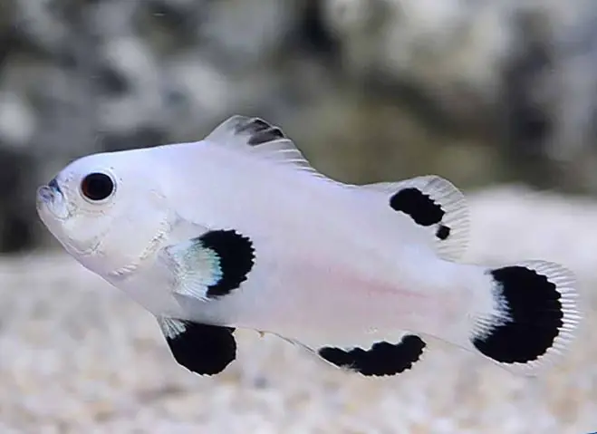 Snow Storm Clownfish - Coral's Coral