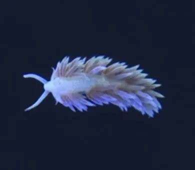 Berghia Nudibranch NO DISCOUNT - Coral's Coral