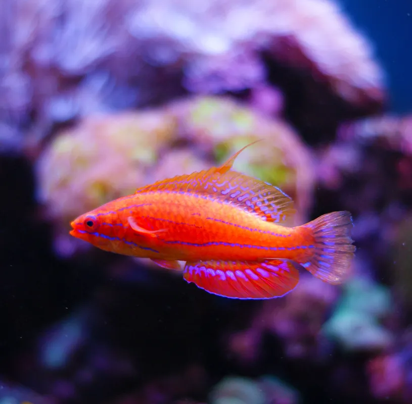 Carpenter's Flasher Wrasse - qm