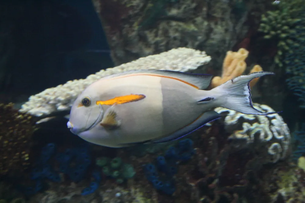 Orange Shoulder Adult Tang :: Central Pacific - qm