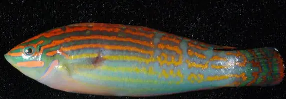 Adorned Orange Lined Wrasse - qm