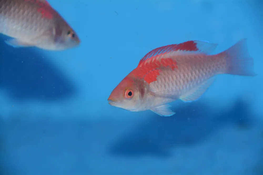 Adornatus Fairy Male Wrasse - qm