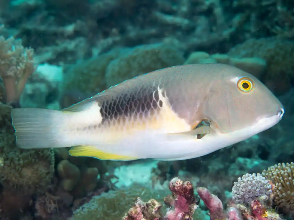Anchor Tusk Wrasse - qm