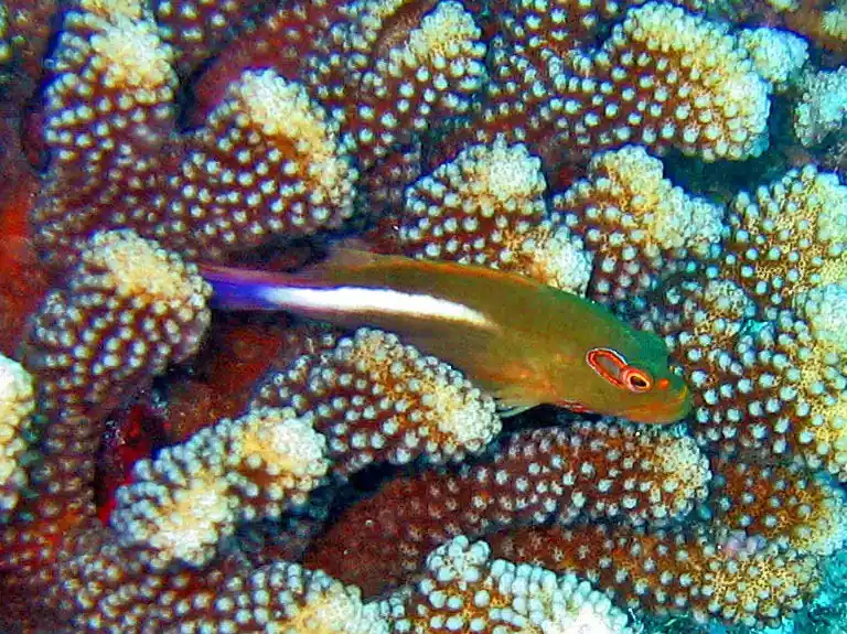 LIVE 4/24/25 Arc Eye Hawkfish :: Eastern Asia - qm