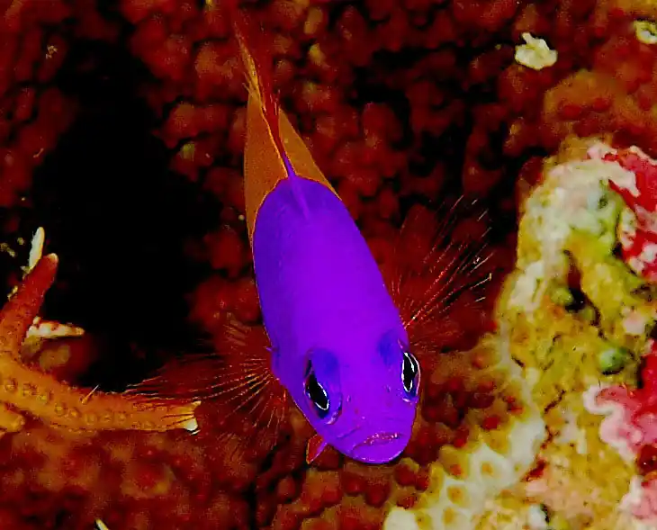 Bicolor Dottyback - qm