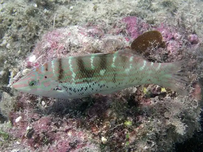 Batu Coris Wrasse - qm