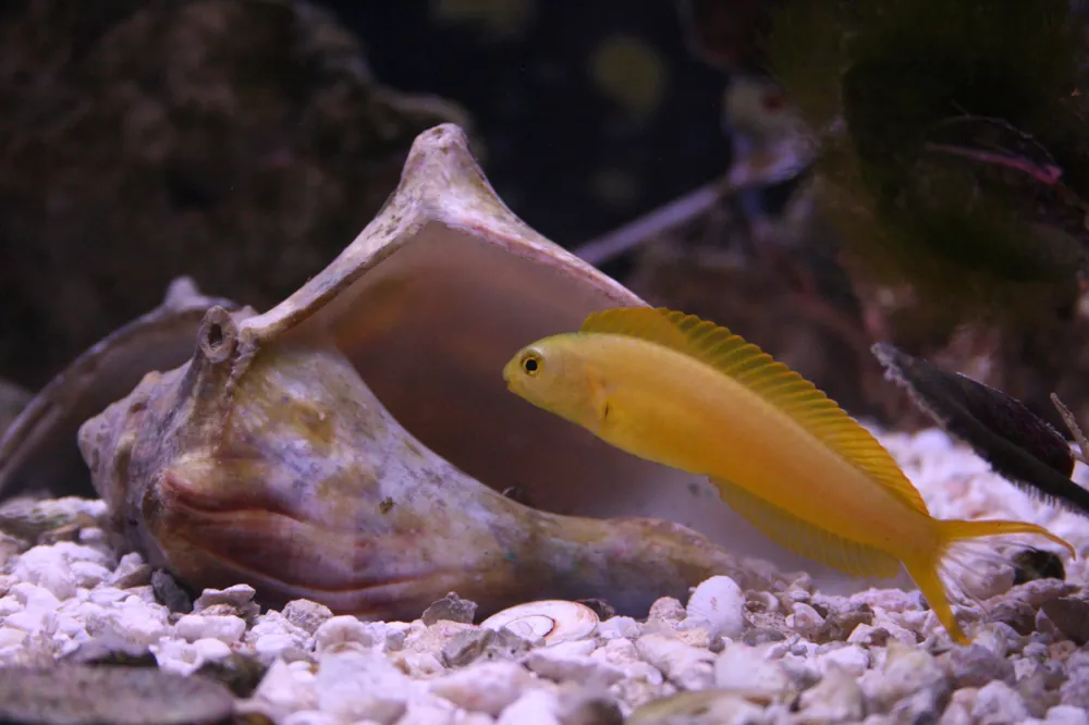 Canary Blenny - qm