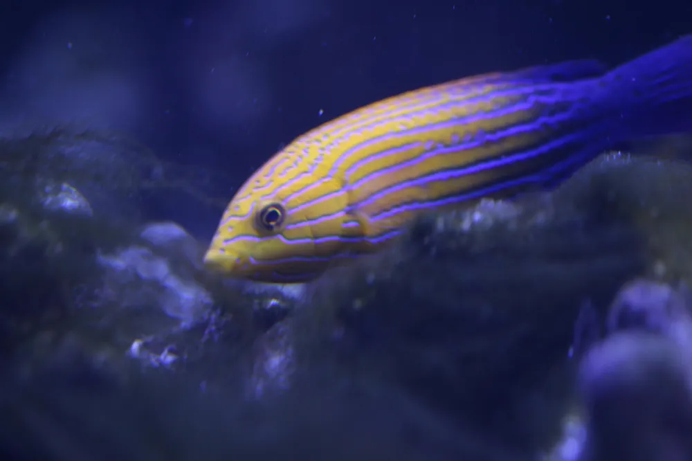 Candycane Femininus Wrasse - qm