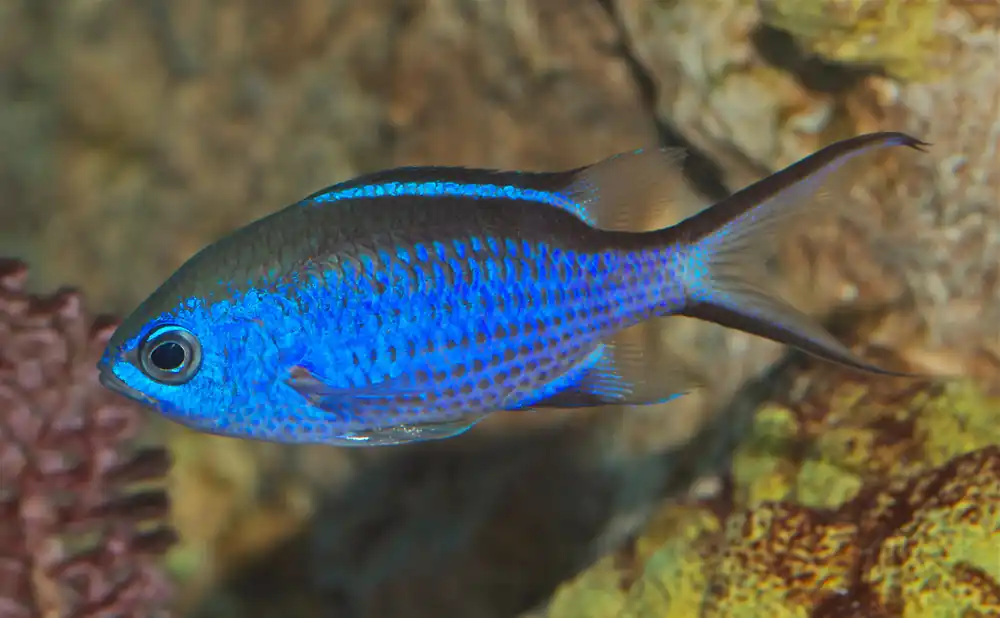 Chromis Blue Reef Damsel - qm