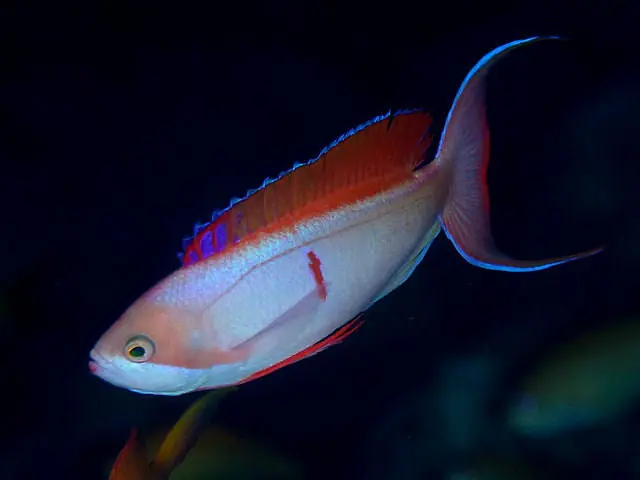 Cooper's Fairy Anthias :: Africa / Red Sea - qm