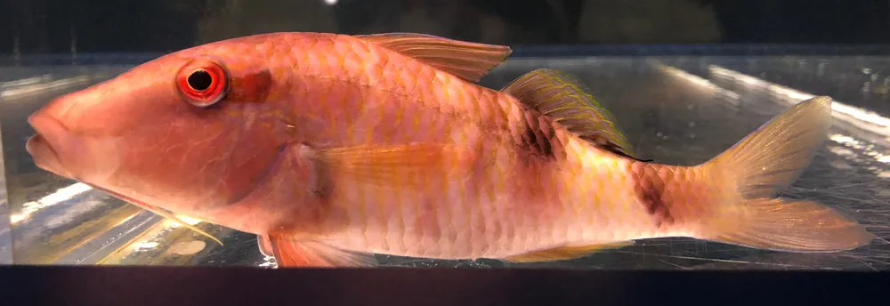 Crimson Manybar Goatfish MAC Certified - qm