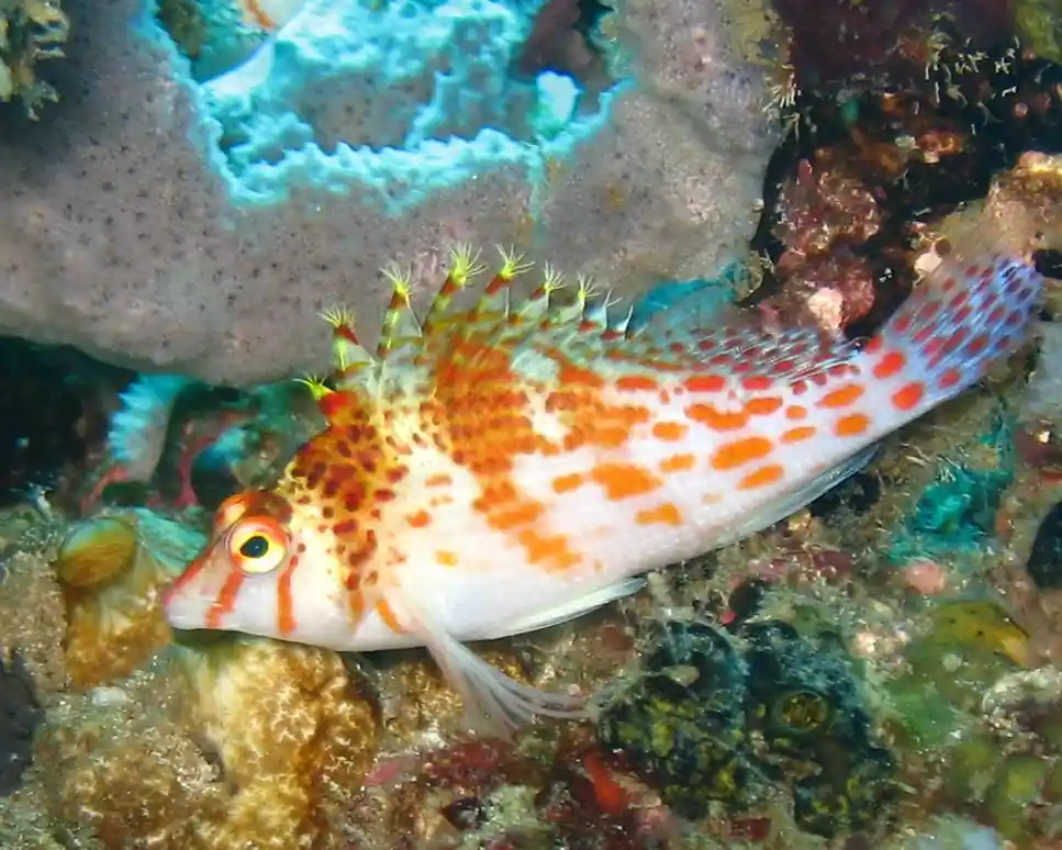 Falco Hawkfish :: Melanesia - qm