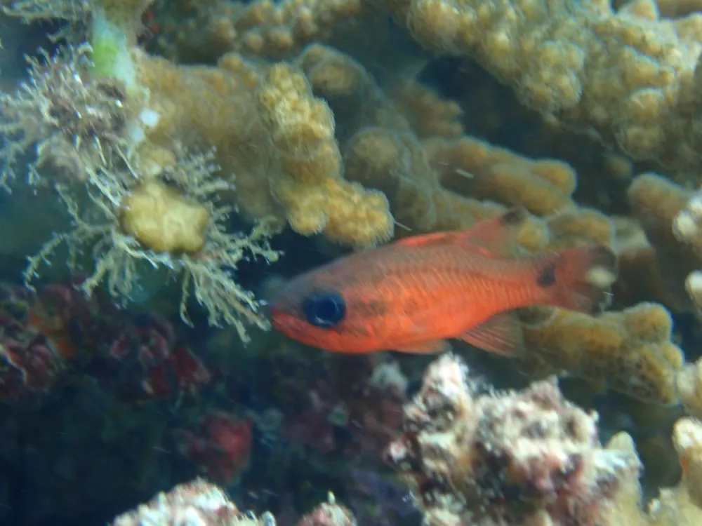 Flame Tailspot Cardinal - qm