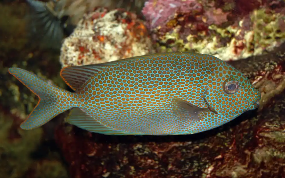 Gold Spotted Spinefoot Rabbitfish MAC Certified - qm