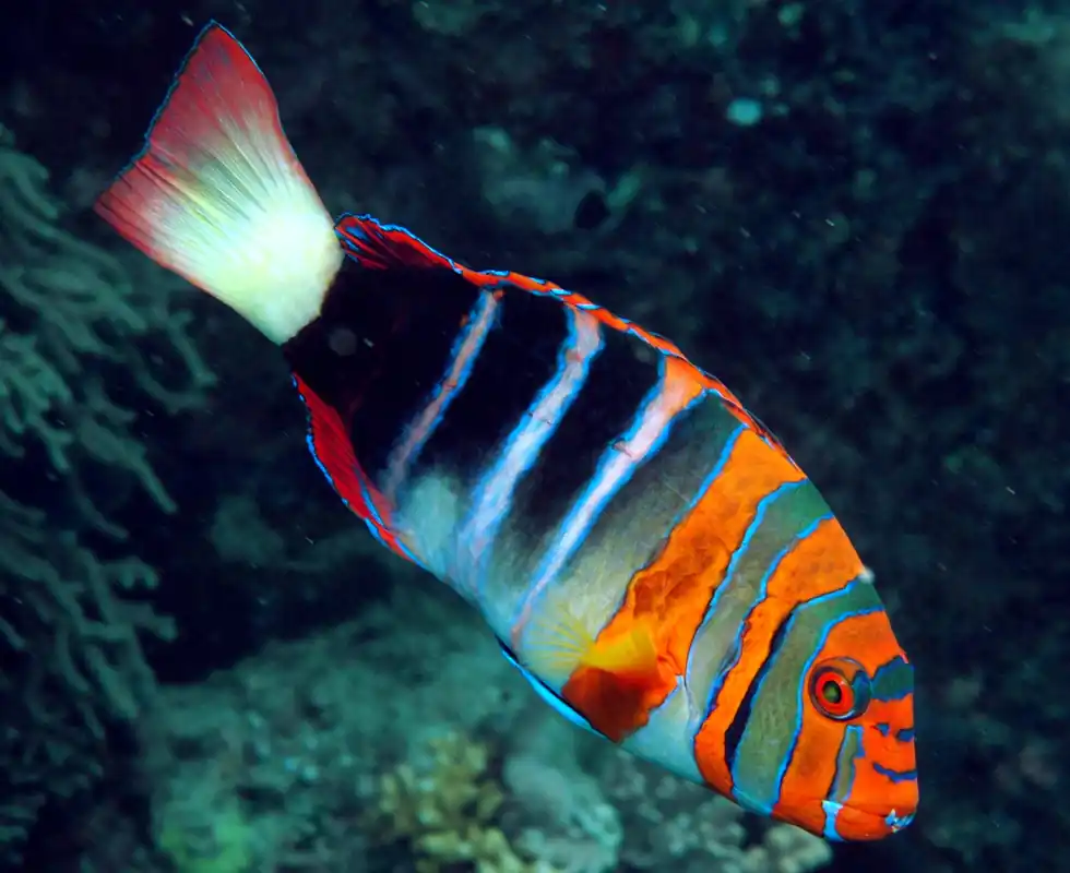 Harlequin Tusk Wrasse - qm