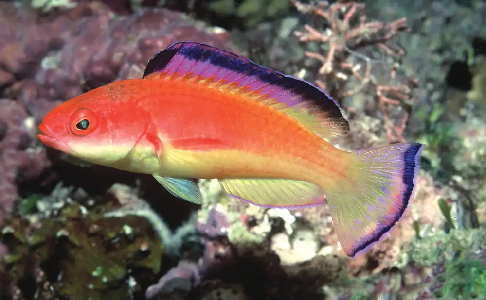 Hooded Flame Male Fairy Wrasse - qm