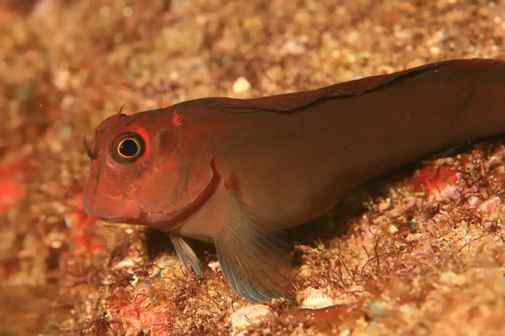 Horseface Blenny - qm